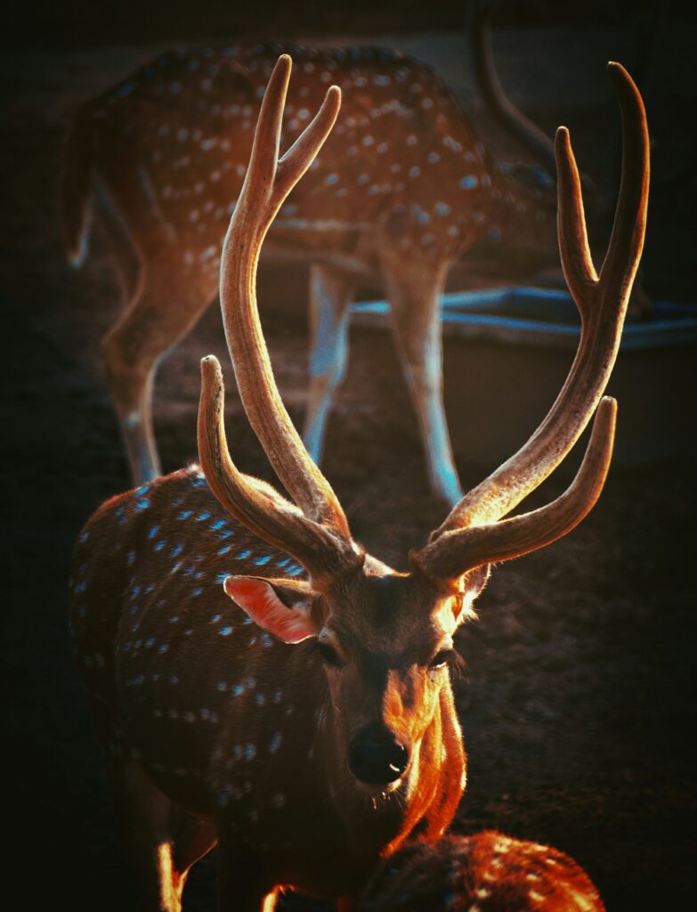 Jim Corbett