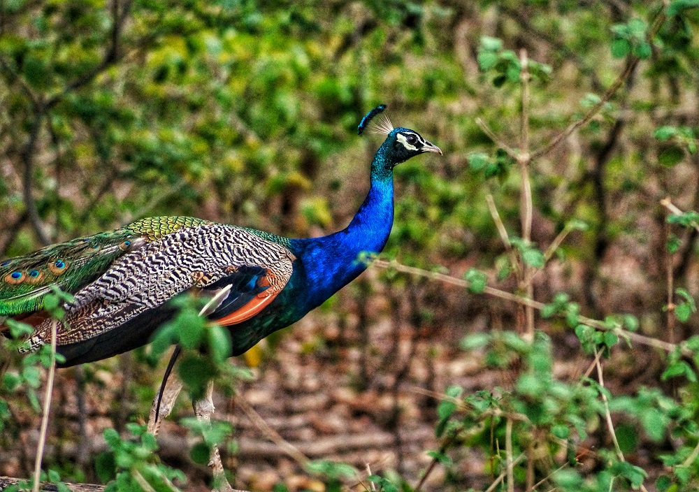 Jim Corbett
