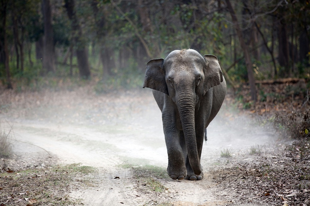 Jim Corbett