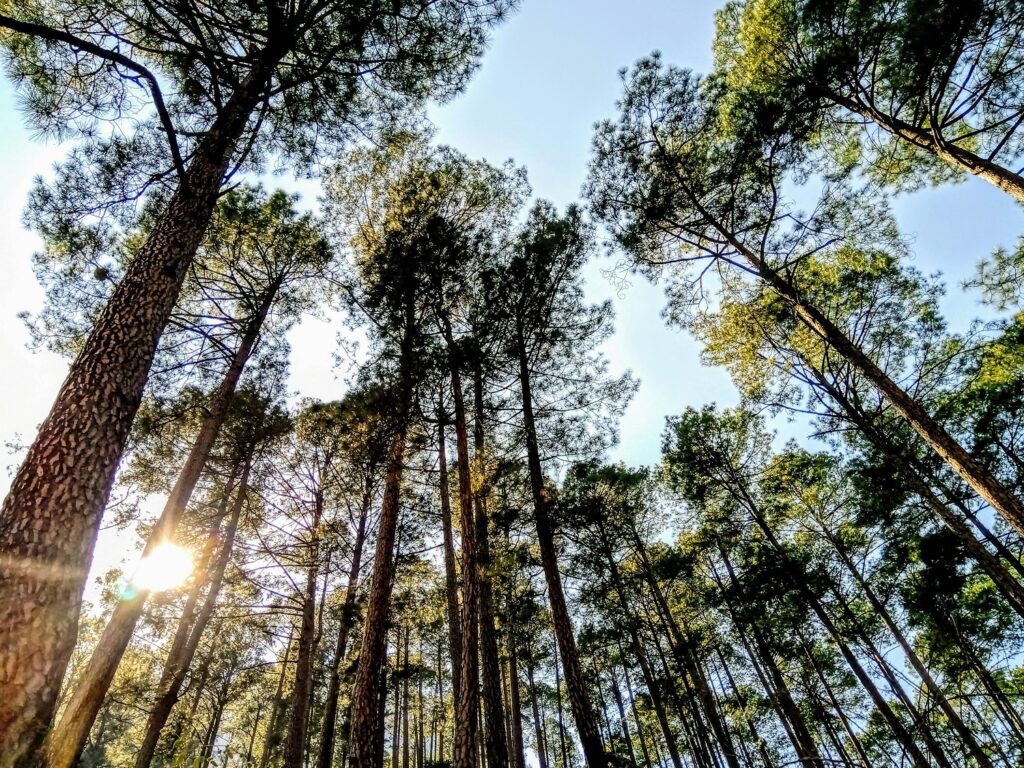 Tirthan Valley