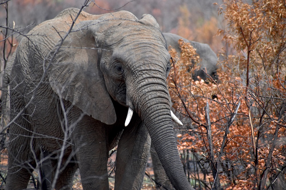 Jim Corbett