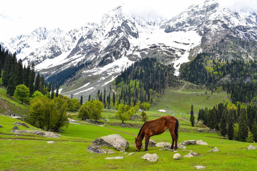 Jammu & Kashmir