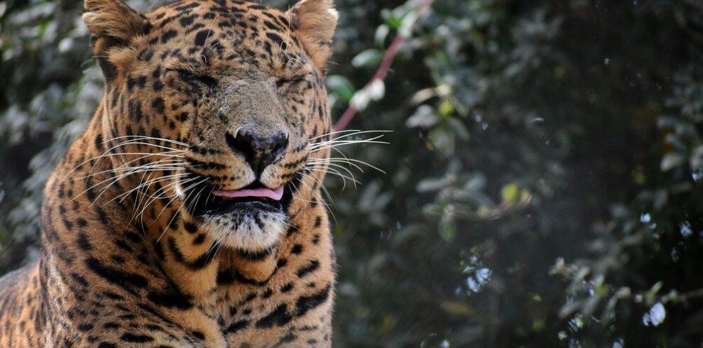 Jim Corbett