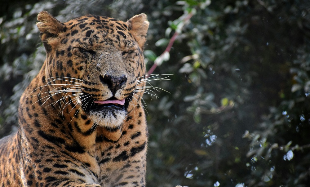 Jim Corbett