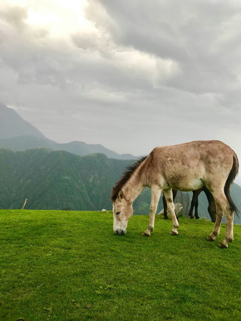 triund
