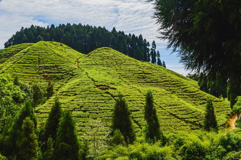 Darjeeling